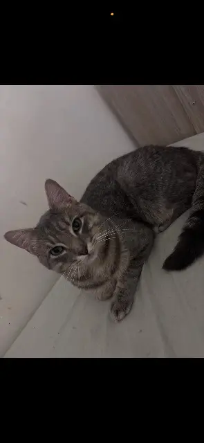cat lost    Saint-Maur-des-Fossés Narco