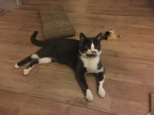 chat lost    Saint-Maur-des-Fossés Newton