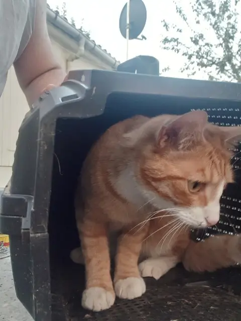 chat lost   94800 Villejuif Noisette