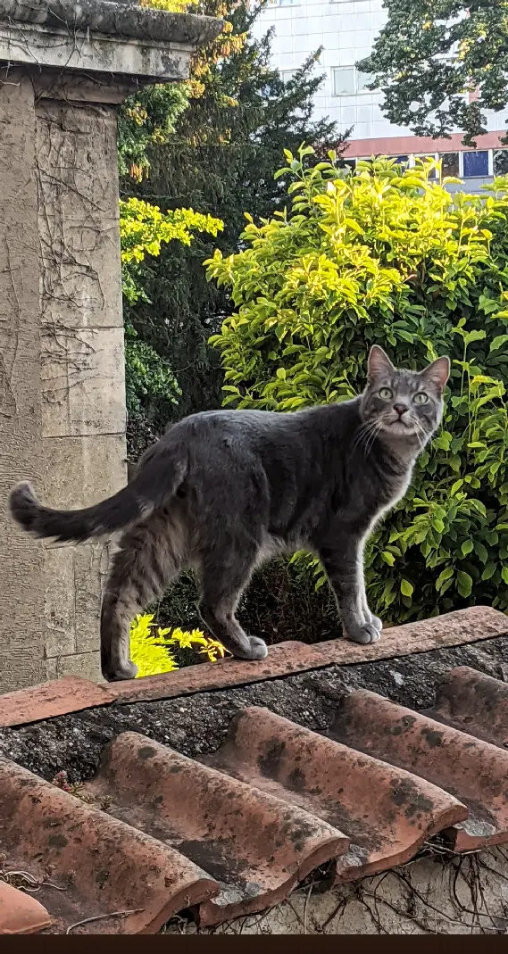 Chat Perdu 94 Val-de-Marne - Nova Chat Perdu 94 Val-de-Marne - Nova