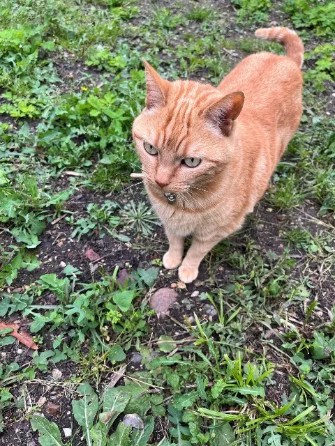 chat lost    Saint-Maur-des-Fossés Nuka