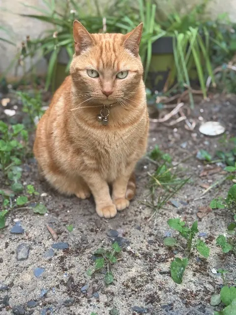 chat lost    Saint-Maur-des-Fossés Nuka