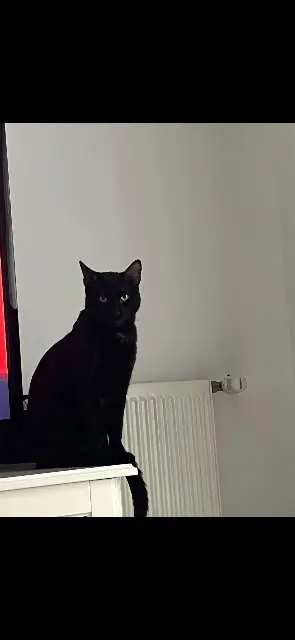 chat lost   94600 Choisy-le-Roi Oreo