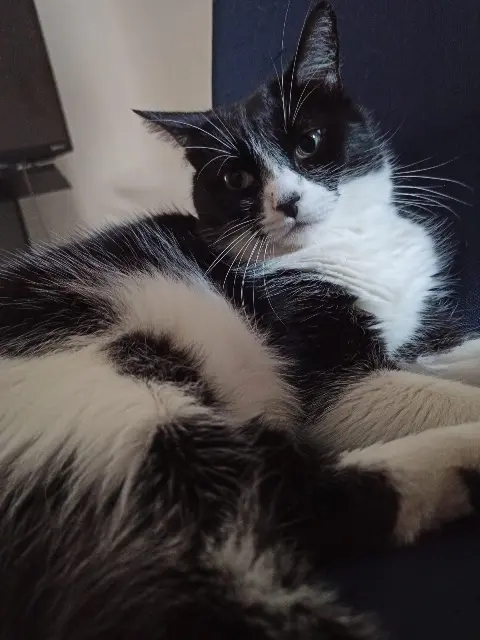 chat lost   94400 Vitry-sur-Seine Orion