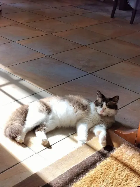 kater vermist Saint-Maur-des-Fossés Orphée kater lost Saint-Maur-des-Fossés Orphée