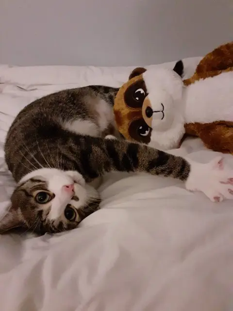 chat lost   94120 Fontenay-sous-Bois Othello