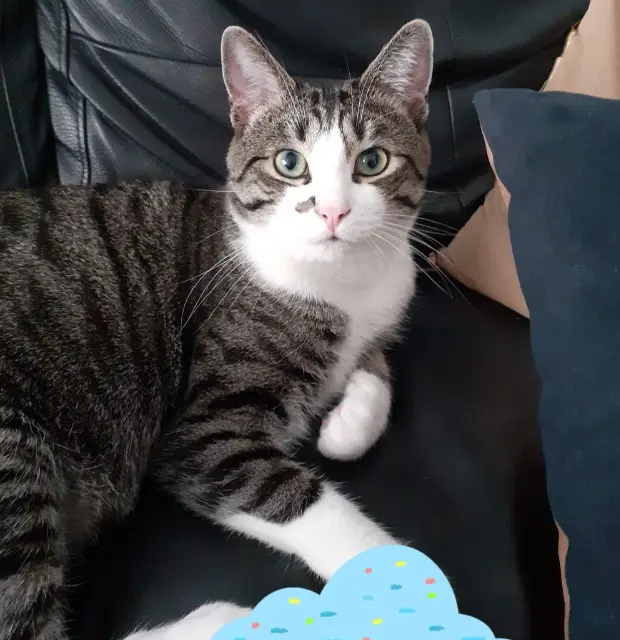 chat lost   94120 Fontenay-sous-Bois Othello