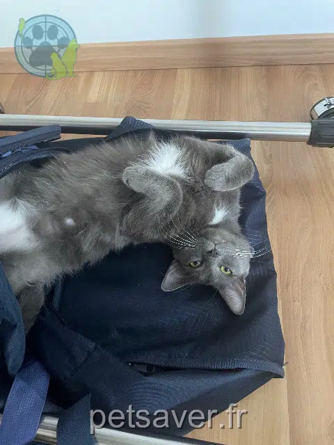 chat lost   94260 Fresnes Peluche