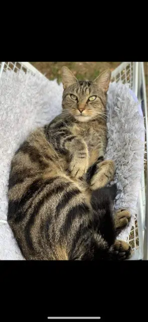 chat lost   94420 Le Plessis-Trévise Pepsi