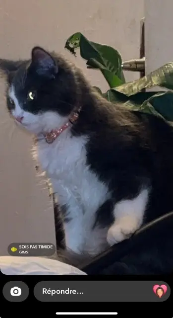 chat lost   94500 Champigny-sur-Marne Pilou