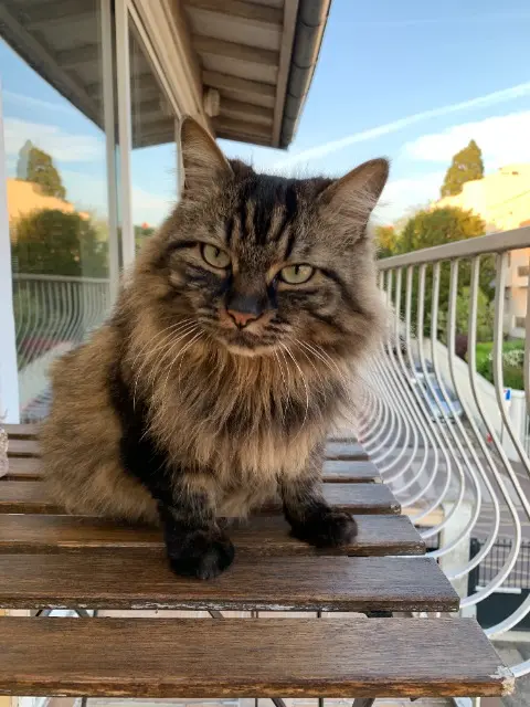 chat lost   94000 Créteil Pins