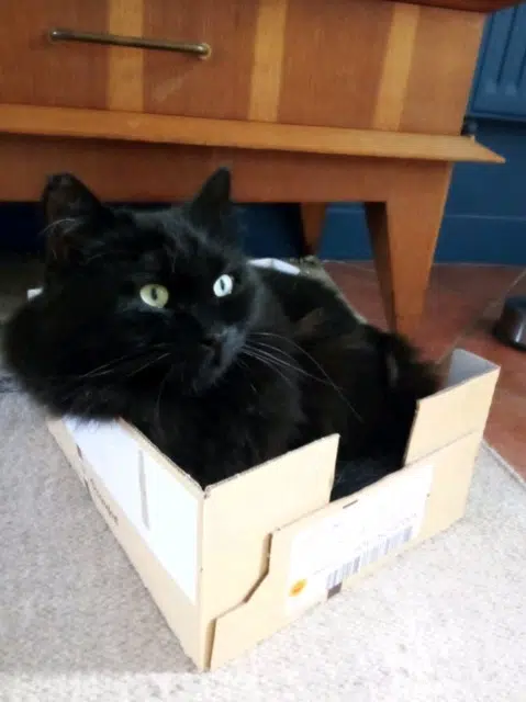 cat lost   94430 Chennevières-sur-Marne Pirate