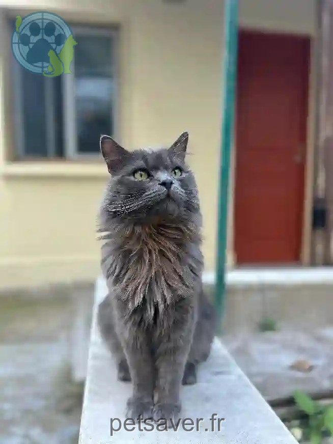 Chat Perdu 94 Val-de-Marne - Pochi Chat Perdu 94 Val-de-Marne - Pochi