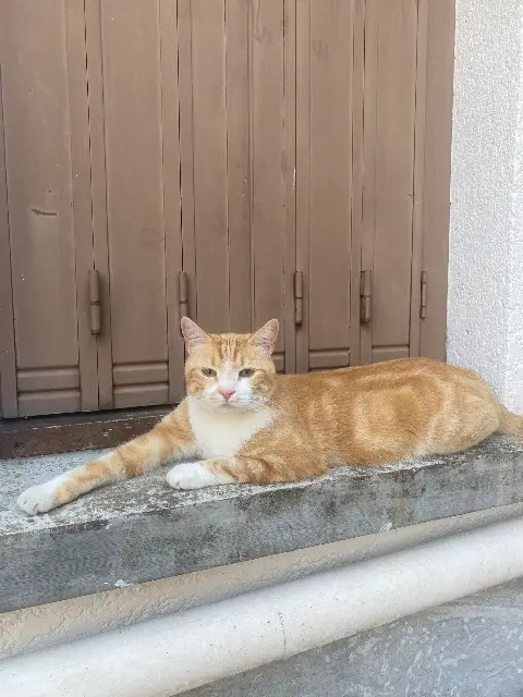 chat lost   94000 Créteil Pogo