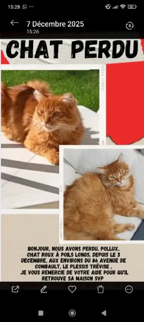 chat lost   94420 Le Plessis-Trévise Pollux