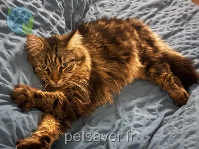 cat lost 94410 Saint-Maurice Poutine cat lost 94410 Saint-Maurice Poutine