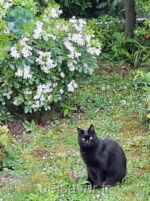 chat lost   94000 Créteil Pépère