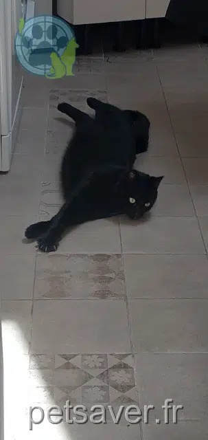 chat lost   94000 Créteil Pépère