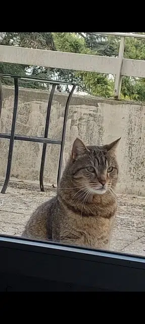 chat lost   94000 Créteil Ramses