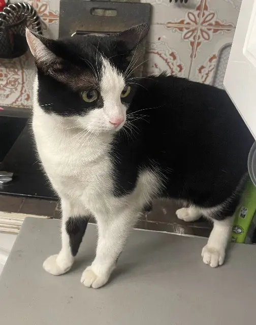 chat lost   94190 Villeneuve-Saint-Georges Routchi