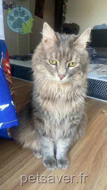 cat lost   94800 Villejuif Sasuke