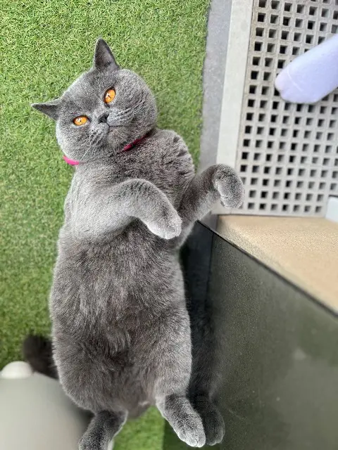 chat lost   94500 Champigny-sur-Marne Scooty
