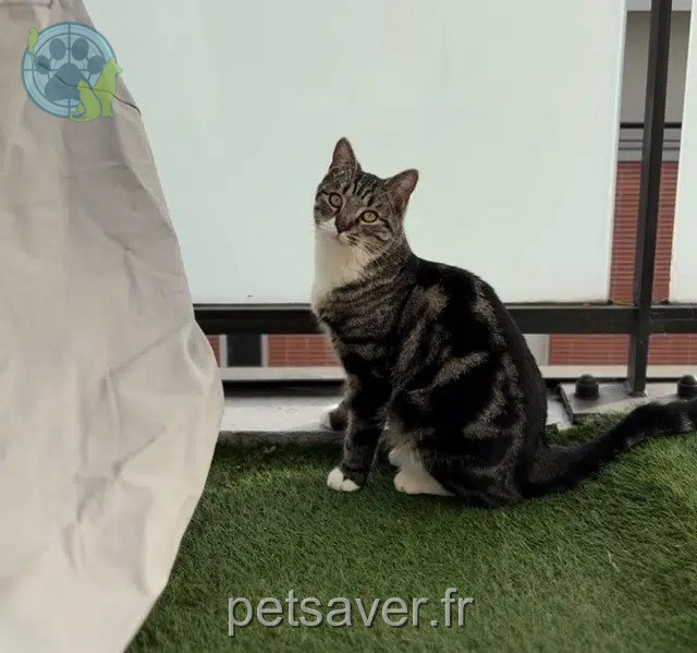 gato perdido 94120 Fontenay-sous-Bois Shadow gato lost 94120 Fontenay-sous-Bois Shadow