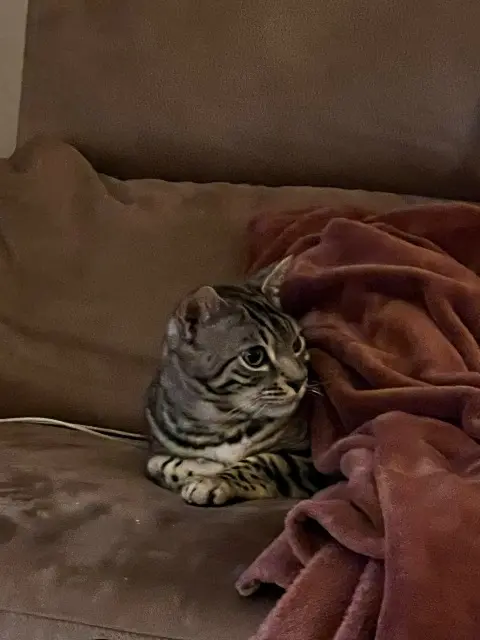 chat lost   94300 Vincennes Silver