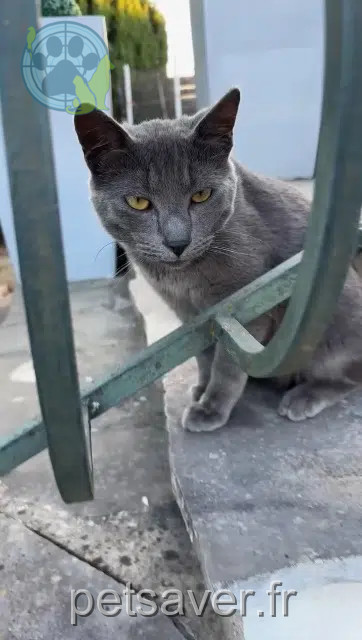 chat lost   94440 Villecresnes Simba