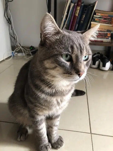 chat perdu 94350 Villiers-sur-Marne Simba chat lost 94350 Villiers-sur-Marne Simba