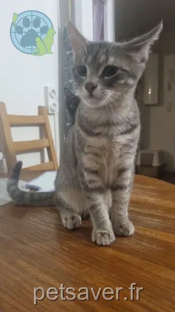 chat lost   94250 Gentilly Simba