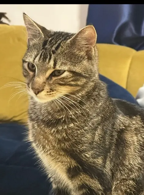 chat lost   94320 Thiais Simba