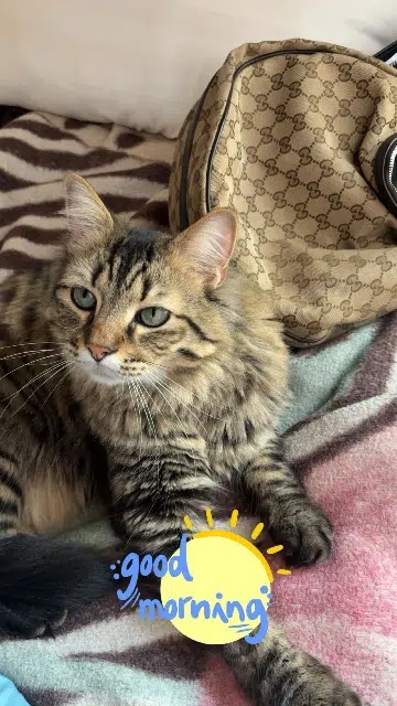 chat lost   94500 Champigny-sur-Marne Simba