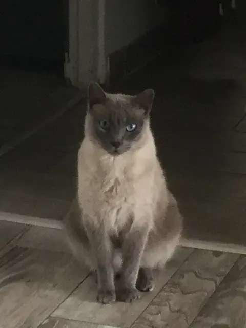 chat lost   94500 Champigny-sur-Marne Simon