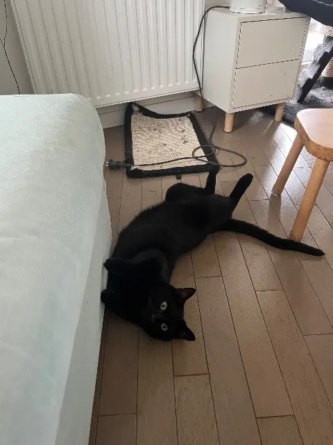 chat lost   94140 Alfortville Sirius