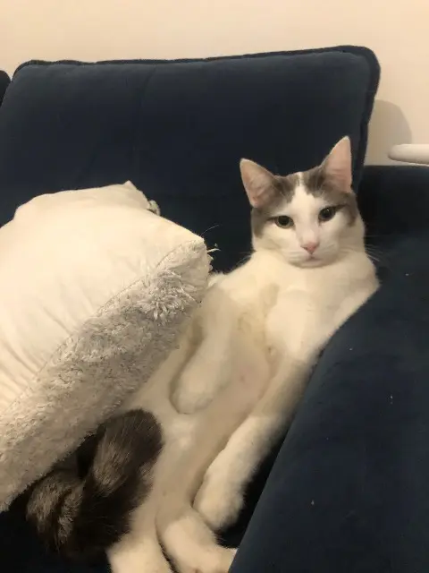 cat lost   94120 Fontenay-sous-Bois Sirius