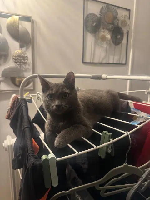 chat lost   94000 Créteil Snooky