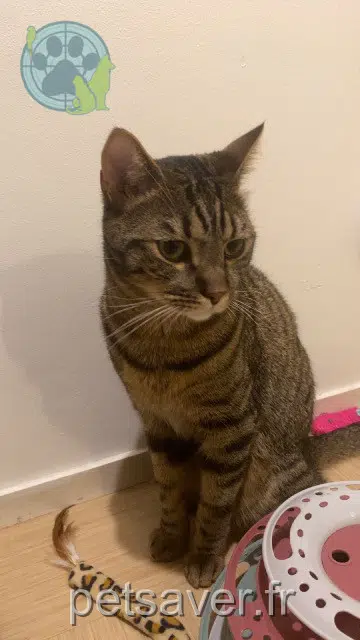 chat lost   94800 Villejuif Snow