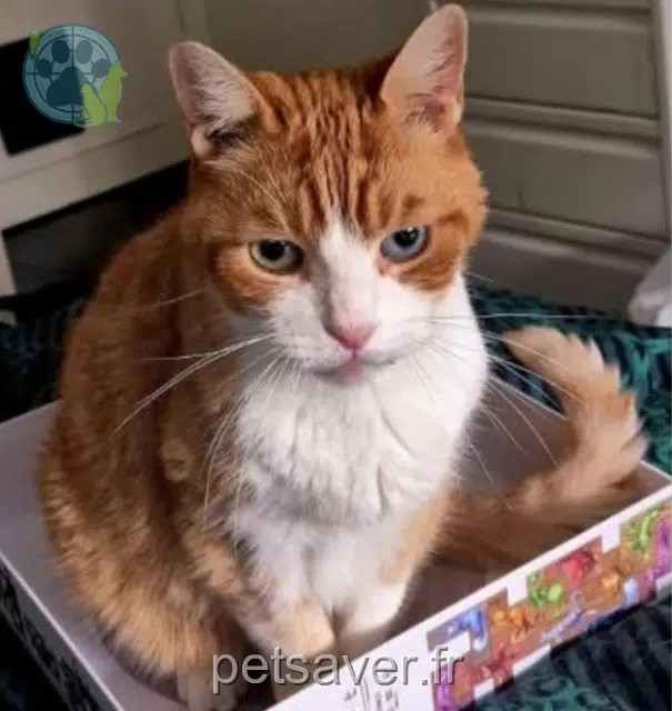 cat lost Saint-Maur-des-Fossés Squeezie cat lost Saint-Maur-des-Fossés Squeezie