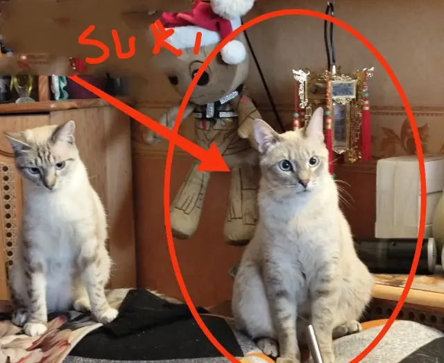 chat lost   94000 Créteil Suki