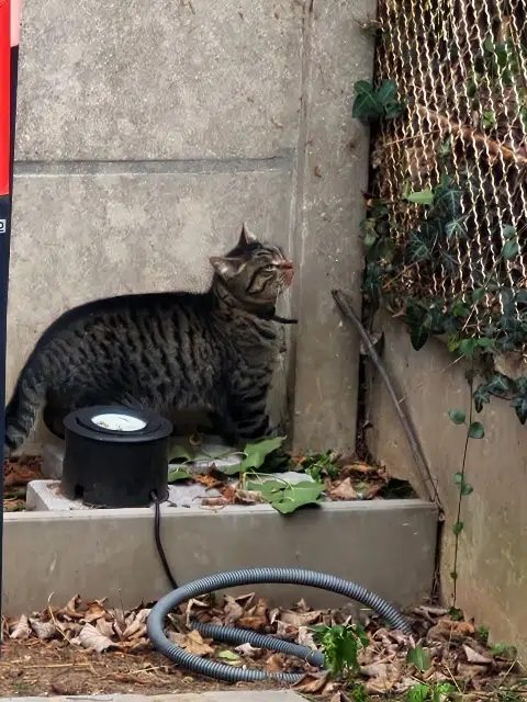 chat lost   94700 Maisons-Alfort Suny