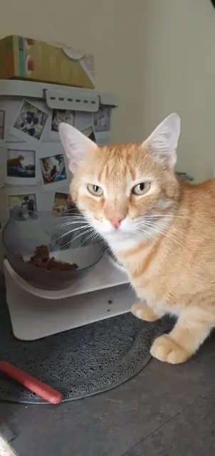 chat lost   94510 La Queue-en-Brie Symba