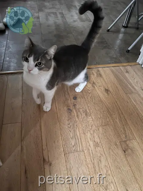 chat lost   94140 Alfortville Tag