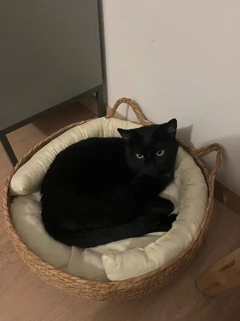 cat lost 94340 Joinville-le-Pont Tami cat lost 94340 Joinville-le-Pont Tami