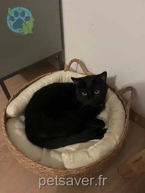 Kater vermisst 94340 Joinville-le-Pont Tami Kater lost 94340 Joinville-le-Pont Tami