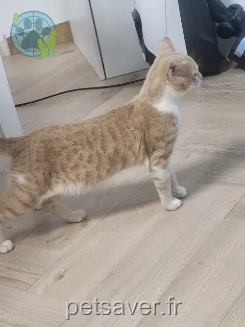 chat lost   94430 Chennevières-sur-Marne Telios