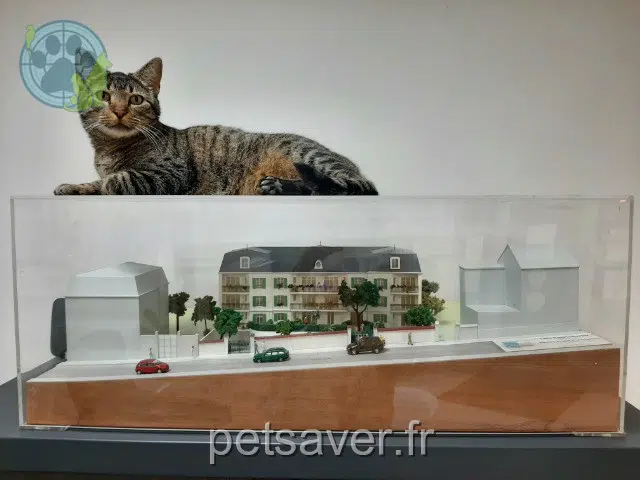 chat lost   94290 Villeneuve-le-Roi Ticou