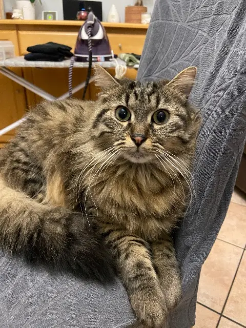 chat lost   94500 Champigny-sur-Marne Tom