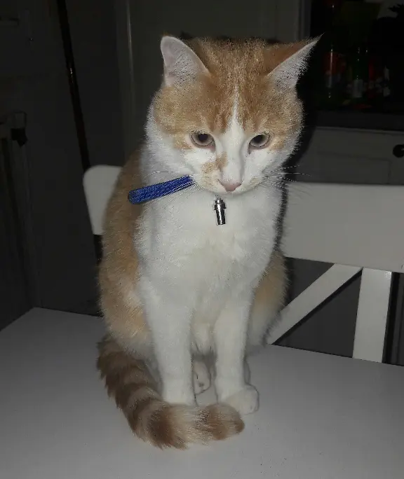 Chat Perdu 94 Val-de-Marne - Toto Chat Perdu 94 Val-de-Marne - Toto