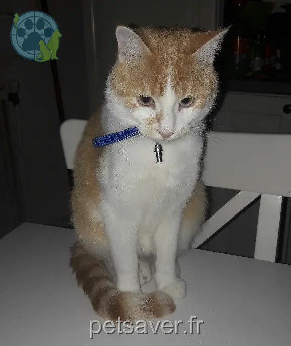 Chat Perdu 94 Val-de-Marne - Toto Chat Perdu 94 Val-de-Marne - Toto
